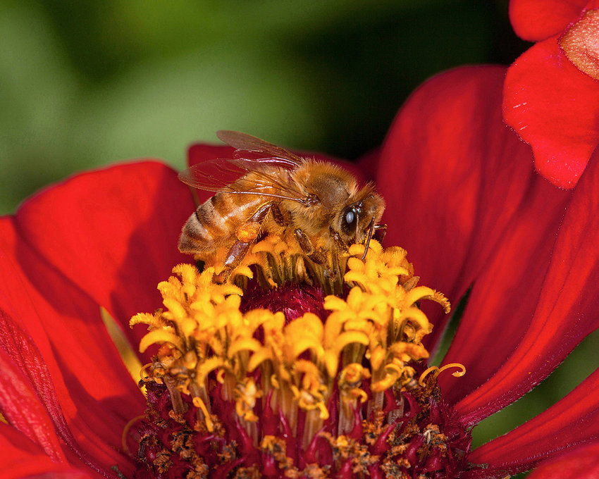 As a honey bee, Apis mellifera, moves from flower to flower feeding on nectar, she is dusted with pollen from anthers (the male part of the flower), which adheres to the hairs of her body. The pollen also falls off her body and transfers to the pistil (female part of the flower), where it germinates and grows a pollen tube that reaches the ovary of the flower and fertilizes it. Learn more about honeybees at the LCEEC beginner beekeeping course.